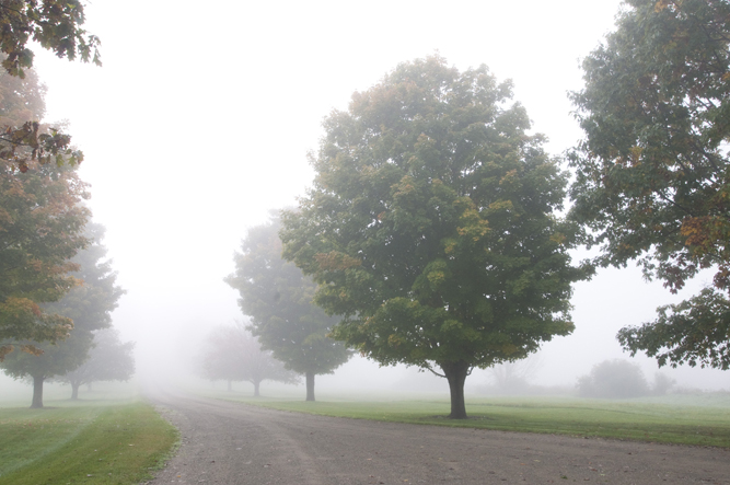Early autumn trees in fog.