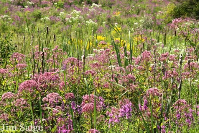 Goldenrod, Joe Pye Weed and Purple Loosestrife Fill New England Fields in Late Summer.