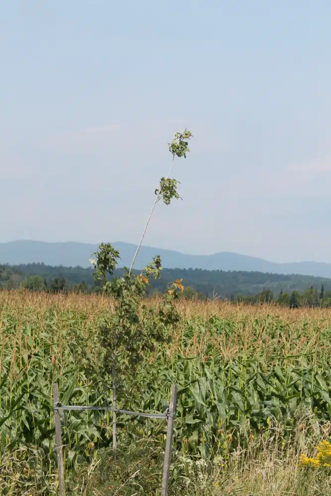a "Crik" Road maple growing beside feed corn