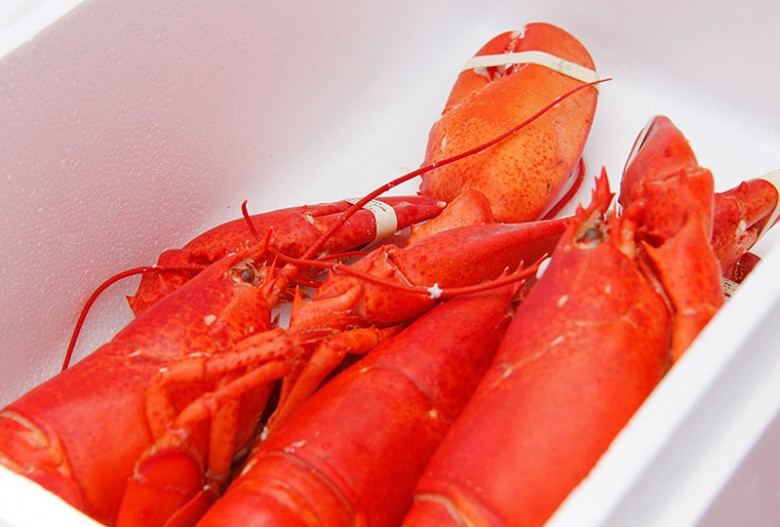 Maine Lobster Festival Photographs New England Today