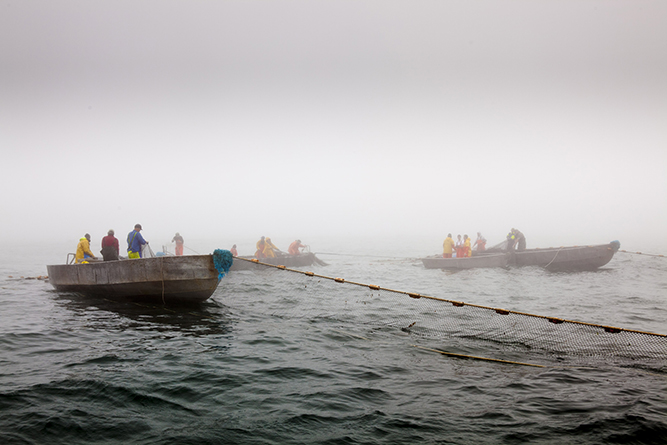Each spring fishermen employ the age old technique of trapping fish in nets and hauling them in with many hands.