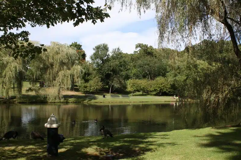 A tranquil park scene featuring a pond surrounded by lush trees and grass, with a few ducks in the water and people in the distance. A fire hydrant is visible in the forefront.