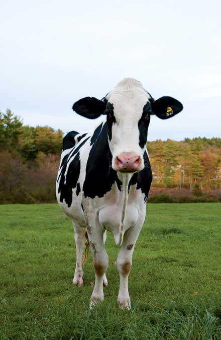 Arethusa Farm's award-winning Holsteins.