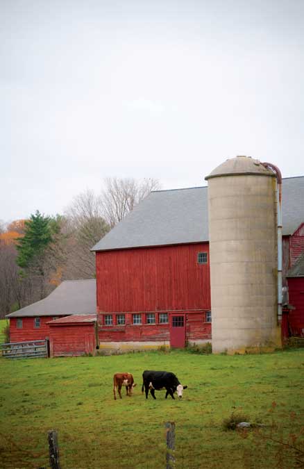 Herefords on a Route 4 farm in Cornwall, Connecticut.
