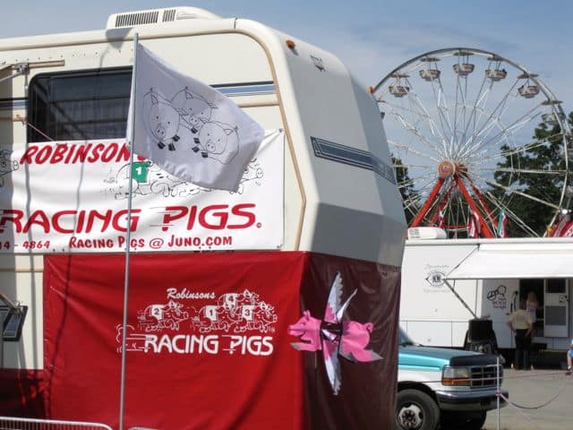 Franklin Country Fair Pigs