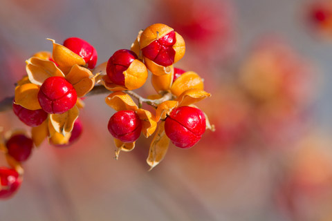 How to Handle Invasive Bittersweet | Gardening Advice