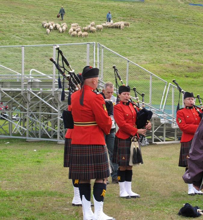 pipers-sheep