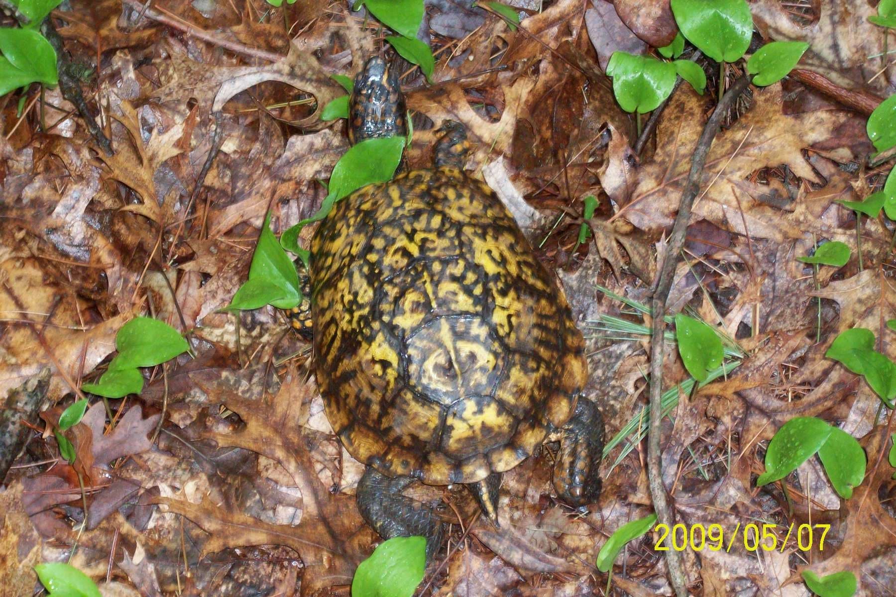 turtle New England Today