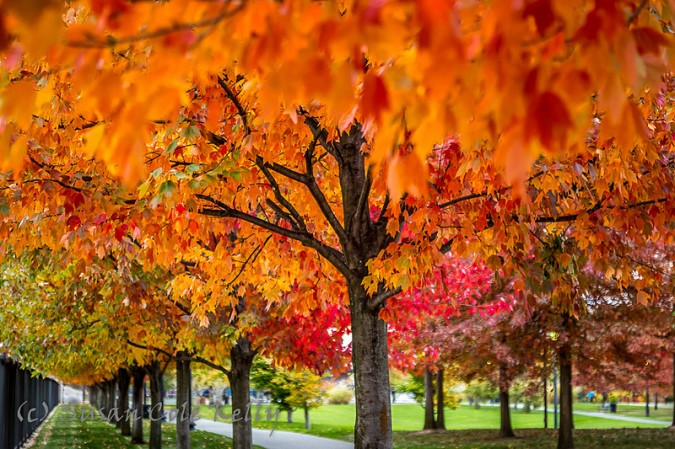 Fall foliage at Bremen Street Park, East Boston