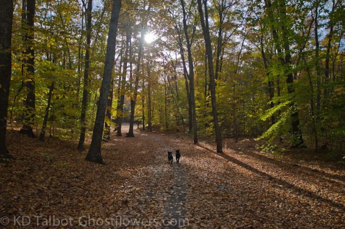Two Dogs Run Through A Beech Forest With Late Color Near New Hampshire's Seacoast