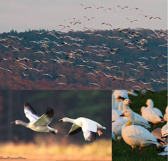 Snow Geese Fill the Skies and the Fields in the Champlain Valley of Vermont
