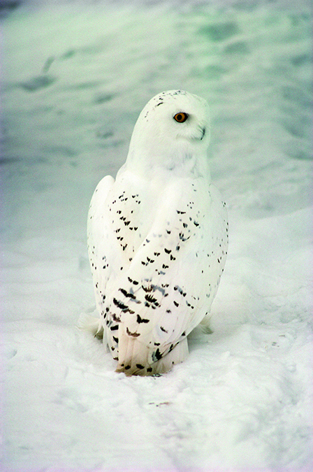 A snowy owl in Woodstock.