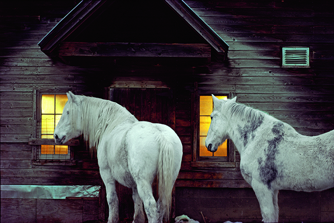 Draft horses await their evening grain in Kirby. 
