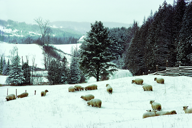 Sheep graze in Thelma White’s wintry pasture in East Peacham. The Vermonter in Brown welcomes those late-fall and early-winter snows. “It smooths over everything,” he says. “All the crap you thought you were going to have to do, you can forget about until next spring. And it makes the landscape even simpler.” 
