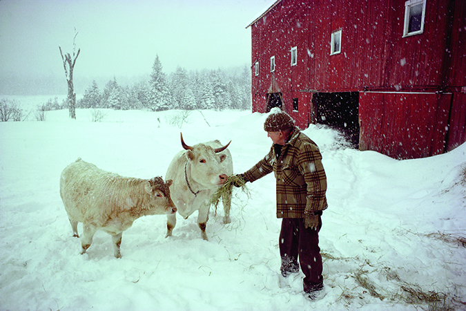 Brown’s old friend Charles Choate amuses his Charolais cattle at his farm in West Barnet.