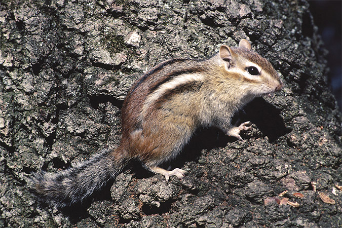 How to get store rid of chipmunks