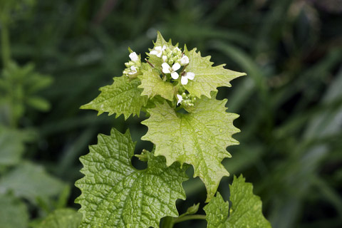 Oriental Bittersweet And Garlic Mustard Garden Solutions For Invasive Plants Yankee Magazine