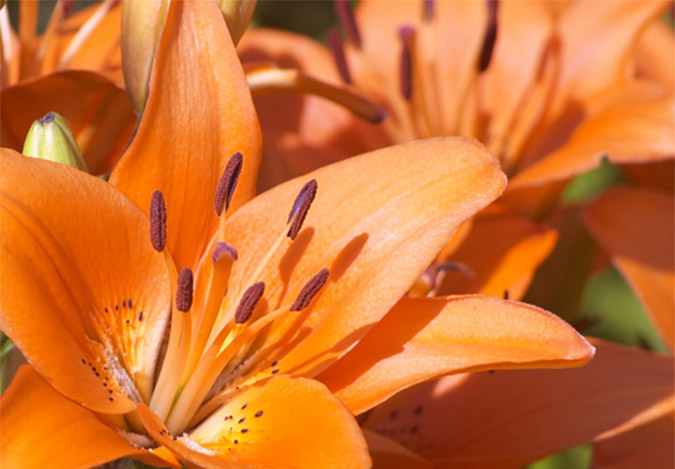 Are Daylily Buds Edible | Gardening Question - New England Today