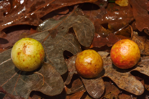 Galles de pommes de chêne