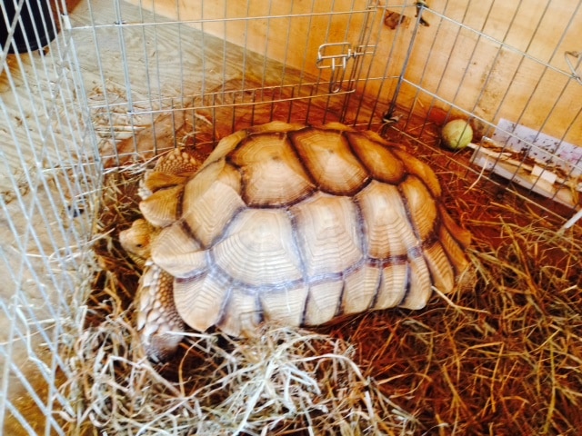 Shelby, a 25-year-old African Spur Tortoise, was a big hit with my son. 
