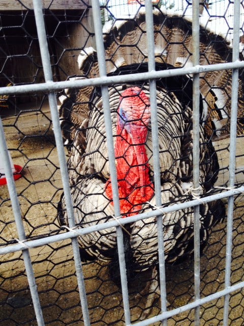 There are signs telling visitors not to stick their fingers in the turkey cages. I can see why. 