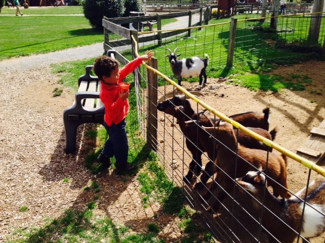 Feeding the friendly goats proved a little daunting to my son. 