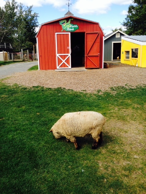 My son wanted to give this sheep a big hug. The sheep was not quite as excited as he was about this. 
