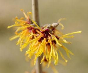 Witch Hazel | Landscaping Recommendation - New England Today