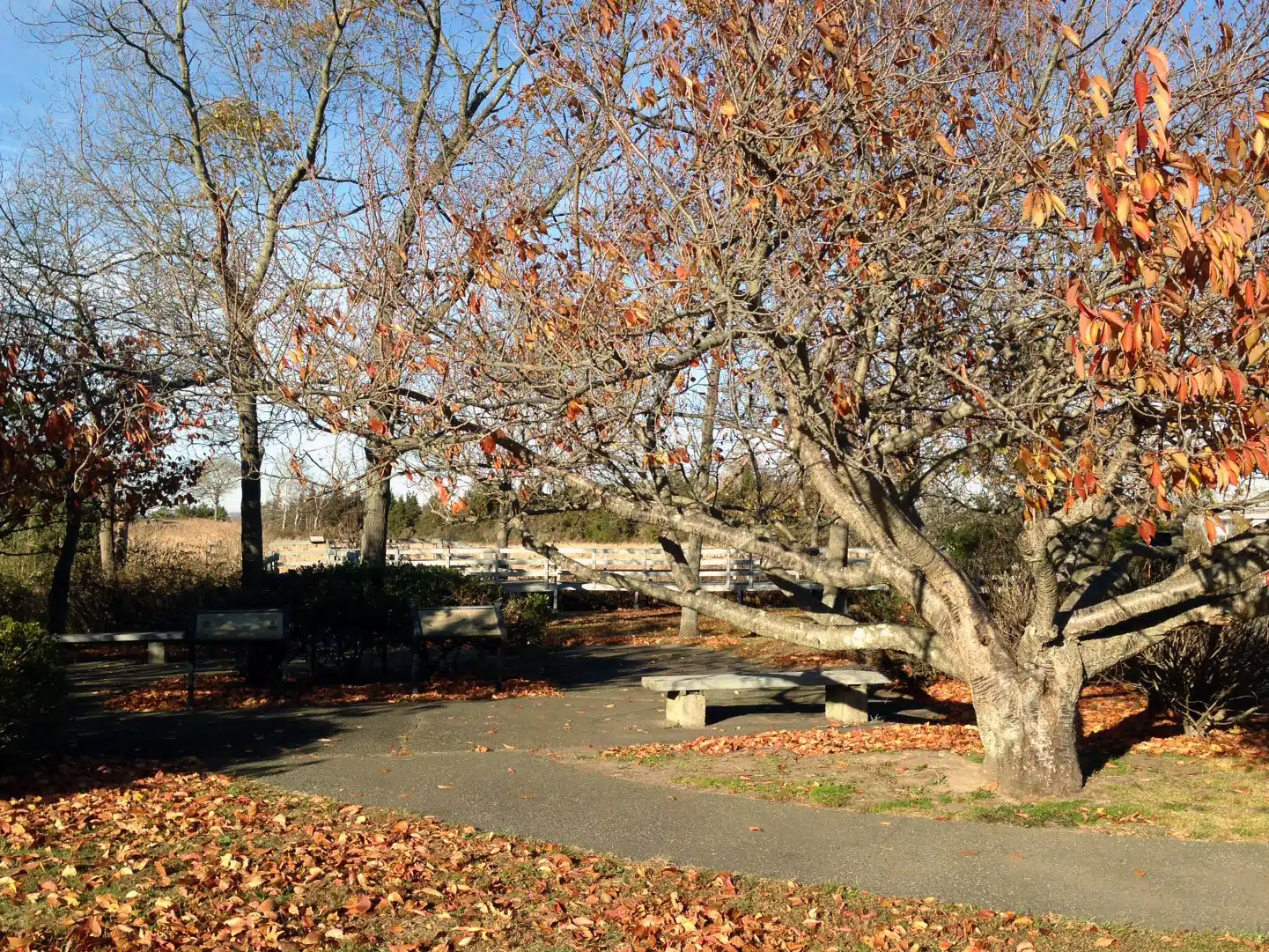 A park scene with a large tree shedding autumn leaves, a paved pathway, benches, and a white fence in the background.