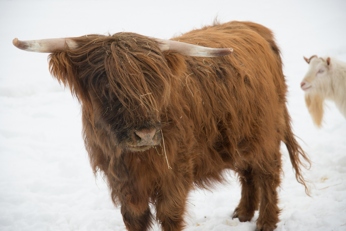 One of the Scottish Highland cow the McClures are raising at Morgan Hill Farm.
