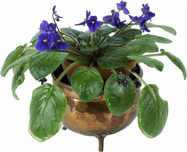 How to Repot African Violets in 3 Easy Steps