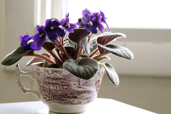 african-violets-teacup