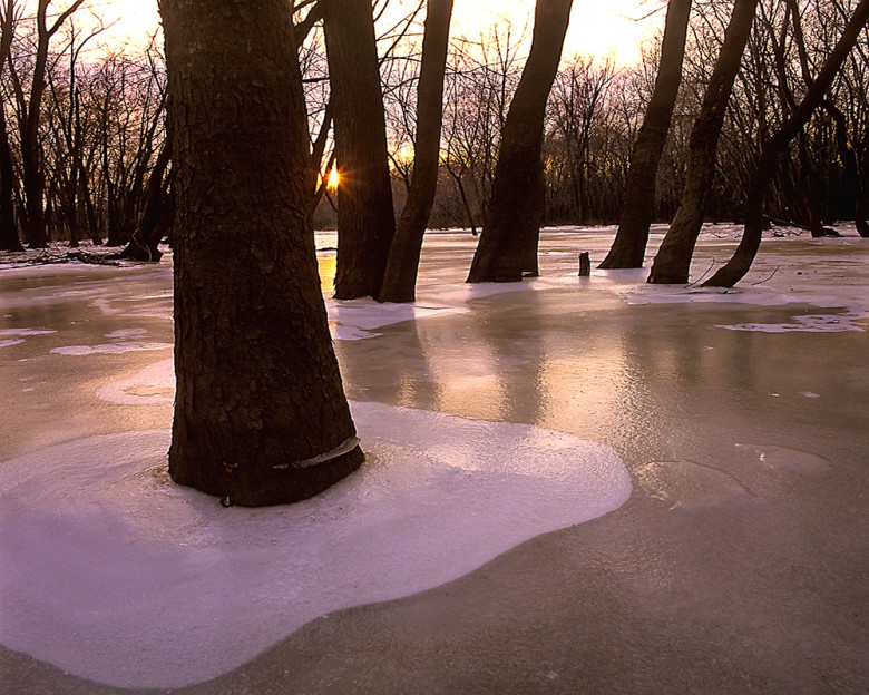 Tree trunks in Connecticut River ice, Wethersfield.