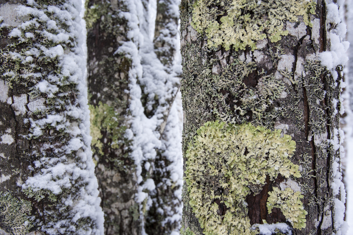 Lichen and snow on rock maple trees in Acadia National Park.