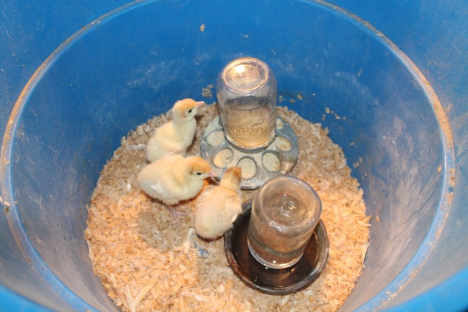 The Gypsy Chicks in one of several homes