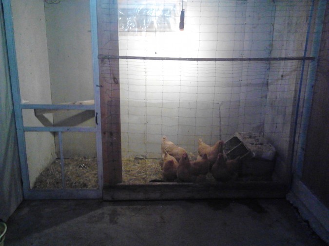 Hens In Residence (temporarily) (yes, it was pretty dark).