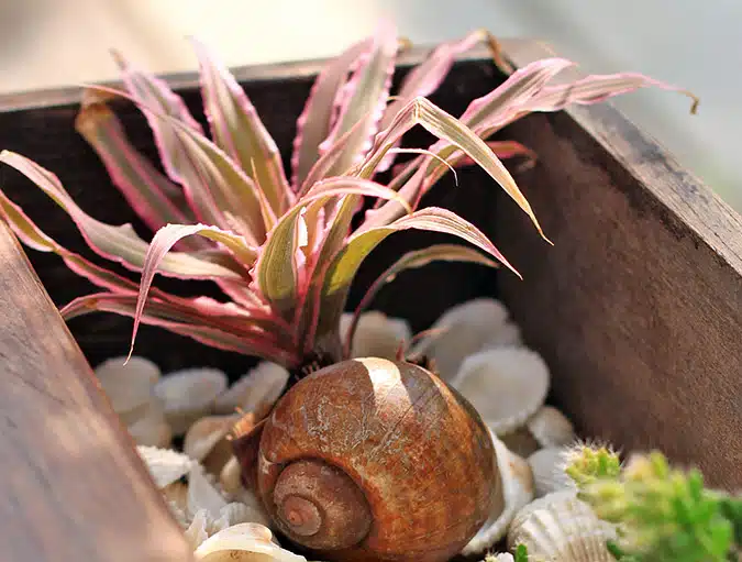 Tiny Plants and Planters | Miniature Houseplant Ideas