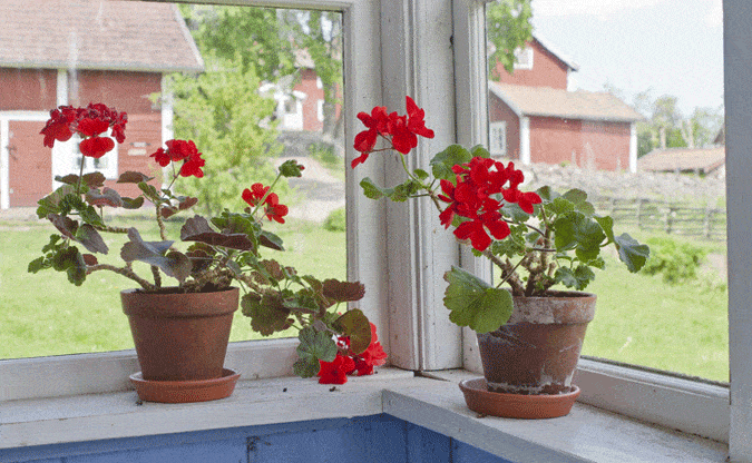 windowsill geraniums sun-loving houseplants