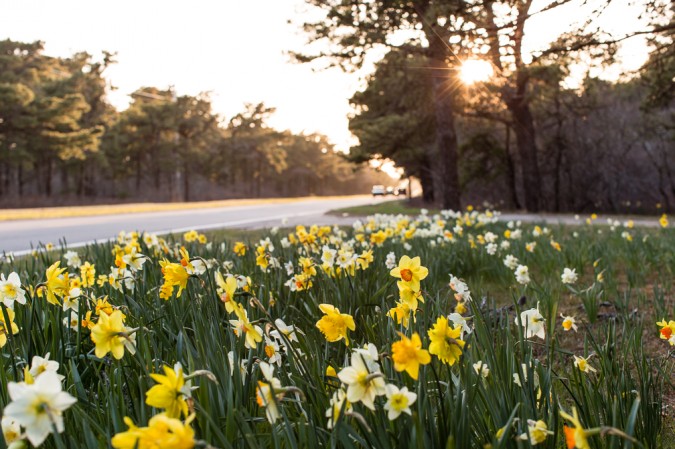 Nantucket Daffodil Festival