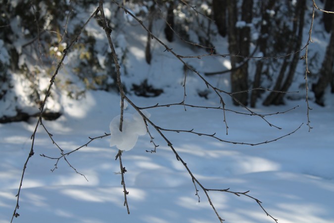 branch with boll of snow