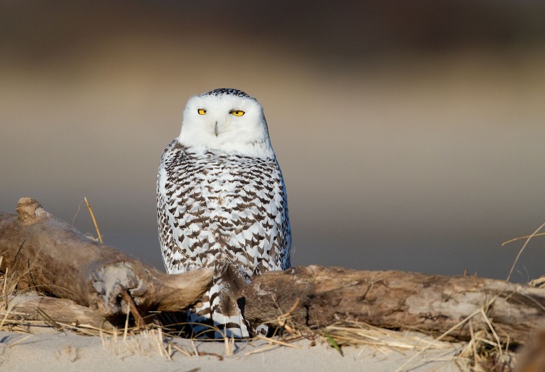 Snowy Owl, Sandy Point Reservation, Essex, Massachusetts.
