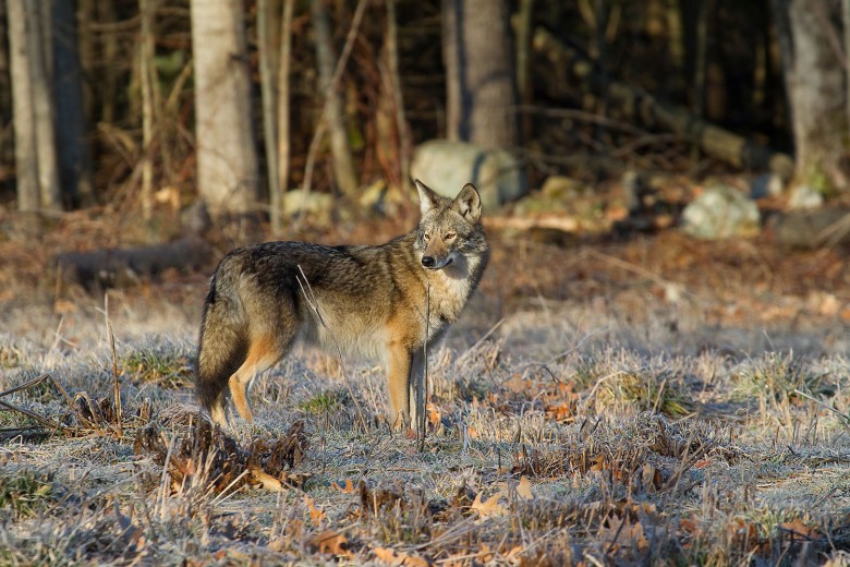 Spring Coyote, Beaver Brook Association, Hollis, New Hampshire.