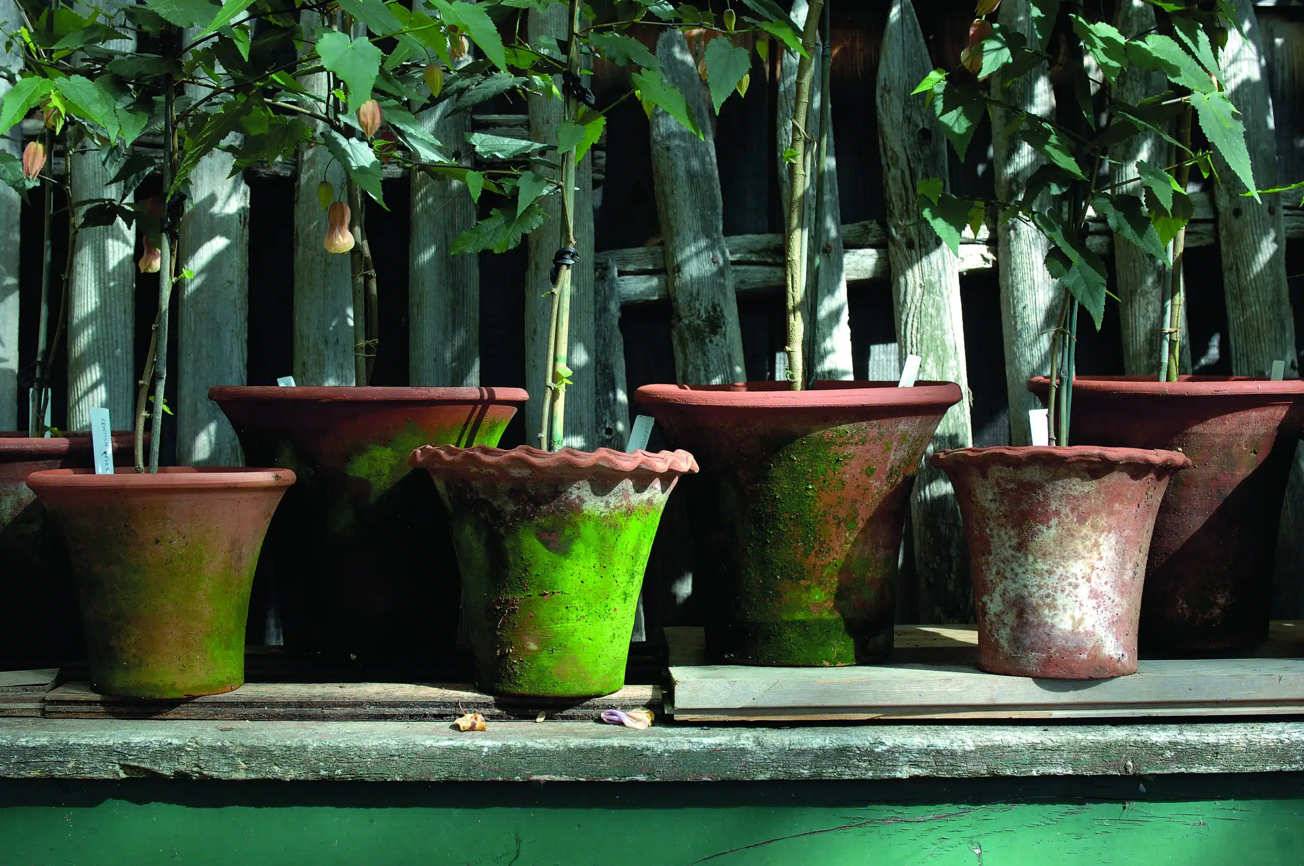 campo de fiori pots