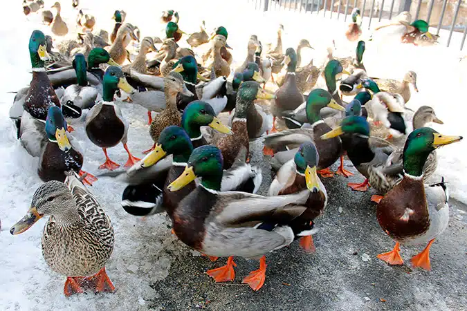 Mallard ducks crowd the walkway alongside the Powow River.