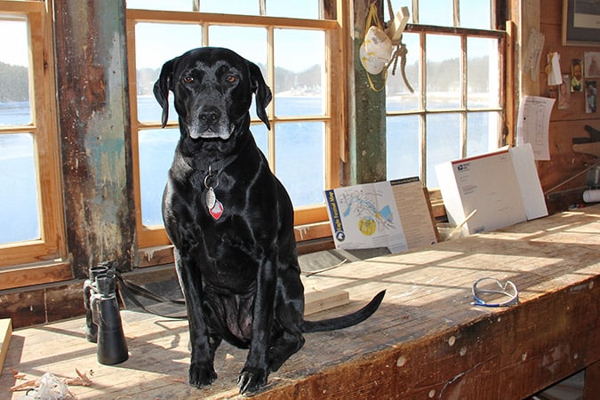 Niki, the boat shop dog, may have the best gig in the place.