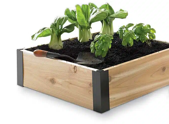 raised beds