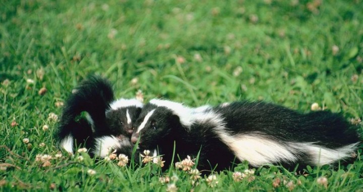 How in the World Do You Get a Stuck Skunk out of a Bottle? | Yankee Classic