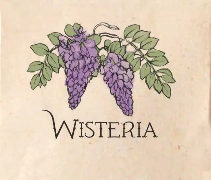 Illustration of a wisteria plant with purple flower clusters and green leaves against a beige background with the word "Wisteria" written below.
