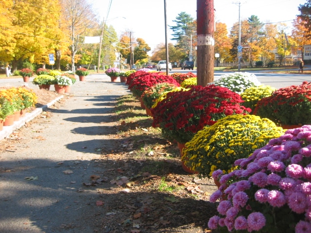 Jumbo-sized mums line Newburyport’s Ferry Road at the old farm stand.
