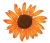 OrangeConeflower-detail